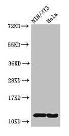 Western Blot  | Positive WB detected in: NIH/3T3 cell acid extracts, Hela cell acid extracts  | All lanes: HIST1H4A antibody at 2µg/ml  | Secondary  | Goat polyclonal to rabbit IgG at 1/50000 dilution  | Predicted band size: 12 kDa  | Observed band size: 12 kDaRabbit anti-Human HIST1H4A Polyclonal Antibody