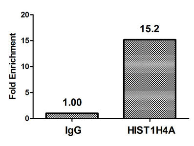 Chromatin Immunoprecipitation Hela (4*106) were treated with Micrococcal Nuclease, sonicated, and immunoprecipitated with 8µg anti-HIST1H4A (Acetyl-HIST1H4A (K8) Antibody) or a control normal rabbit IgG. The resulting ChIP DNA was quantified using real-time PCR with primers against the β-Globin promoter.Rabbit anti-Human HIST1H4A Polyclonal Antibody