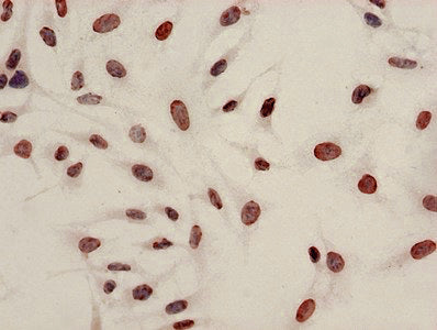 Immunocytochemistry analysis of Hela cells using the antibody at dilution of 1:100Rabbit anti-Human HIST1H4A Polyclonal Antibody