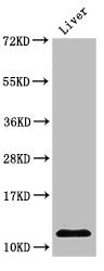 Western Blot  | Positive WB detected in: Rat liver tissue  | All lanes: HIST1H4A antibody at 2µg/ml  | Secondary  | Goat polyclonal to rabbit IgG at 1/50000 dilution  | Predicted band size: 12 kDa  | Observed band size: 12 kDaRabbit anti-Human HIST1H4A Polyclonal Antibody