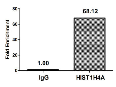 Chromatin Immunoprecipitation Hela (4*106) were treated with Micrococcal Nuclease, sonicated, and immunoprecipitated with 8µg anti-HIST1H4A (Acetyl-HIST1H4A (K12) Antibody) or a control normal rabbit IgG. The resulting ChIP DNA was quantified using real-time PCR with primers against the β-Globin promoter.Rabbit anti-Human HIST1H4A Polyclonal Antibody