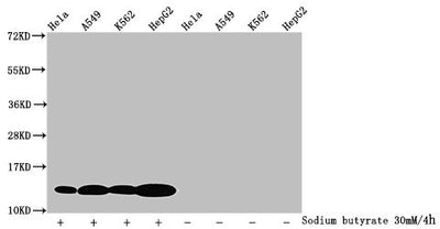 Western BlotDetected samples: Hela whole cell lysate, A549 whole cell lysate, K562 whole cell lysate, HepG2 whole cell lysate; Untreated (-) or treated (+) with 30mM sodium butyrate for 4hAll lanes: HIST1H4A antibody at 1.25µg/mlSecondaryGoat polyclonal to rabbit IgG at 1/50000 dilutionPredicted band size: 12 kDaObserved band size: 12 kDaRabbit anti-Human HIST1H4A Polyclonal Antibody