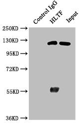 Immunoprecipitating HLTF in Hela whole cell lysate | Lane 1: Rabbit control IgG instead of HLTF Antibody in Hela whole cell lysate. | For western blotting, a HRP-conjugated Protein G antibody was used as the secondary antibody (1/50000) | Lane 2: HLTF Antibody (6μg) + Hela whole cell lysate (1mg) | Lane 3: Hela whole cell lysate (20μg)Rabbit anti-Human HLTF Polyclonal Antibody