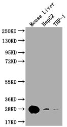Western BlotPositive WB detected in: Mouse liver tissue, HepG2 whole cell lysate, THP-1 whole cell lysateAll lanes: HMGB1 antibody at 1:1000SecondaryGoat polyclonal to rabbit IgG at 1/50000 dilutionPredicted band size: 25 kDaObserved band size: 25 kDaRabbit anti-Human HMGB1 Polyclonal Antibody