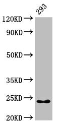 Western Blot  | Positive WB detected in: 293 whole cell lysate  | All lanes: HMGB3 antibody at 7µg/ml  | Secondary  | Goat polyclonal to rabbit IgG at 1/50000 dilution  | Predicted band size: 23 kDa  | Observed band size: 23 kDaRabbit anti-Human HMGB3 Polyclonal Antibody