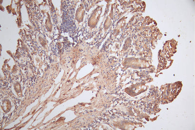 IHC image of HMGCR Antibody diluted at 1:150 and staining in paraffin-embedded human small intestine tissue performed on a Leica BondTM system. After dewaxing and hydration, antigen retrieval was mediated by high pressure in a citrate buffer (pH 6.0). Section was blocked with 10% normal goat serum 30min at RT. Then primary antibody (1% BSA) was incubated at 4°C overnight. The primary is detected by a biotinylated secondary antibody and visualized using an HRP conjugated SP system.Rabbit anti-Human HMGCR Polyclonal Antibody