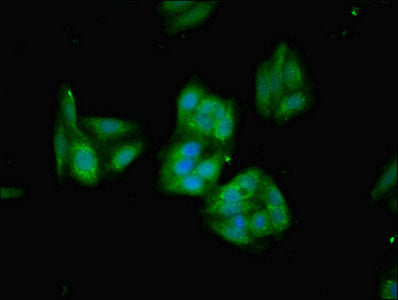 Immunofluorescent analysis of HepG2 cells using HMOX1 Antibody at dilution of 1:100 and Alexa Fluor 488-congugated AffiniPure Goat Anti-Rabbit IgG(H+L)Rabbit anti-Human HMOX1 Polyclonal Antibody