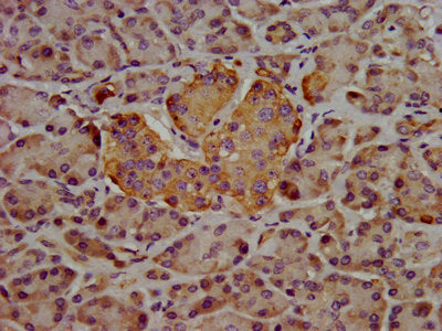 IHC image of HPN Antibody diluted at 1:400 and staining in paraffin-embedded human pancreatic tissue performed on a Leica BondTM system. After dewaxing and hydration, antigen retrieval was mediated by high pressure in a citrate buffer (pH 6.0). Section was blocked with 10% normal goat serum 30min at RT. Then primary antibody (1% BSA) was incubated at 4°C overnight. The primary is detected by a biotinylated secondary antibody and visualized using an HRP conjugated SP system.Rabbit anti-Human HPN Polyclonal Antibody