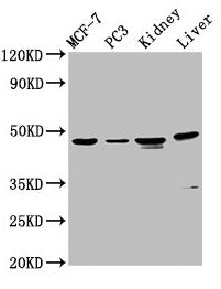 Western Blot  | Positive WB detected in: MCF-7 whole cell lysate, PC-3 whole cell lysate, Rat kidney tissue, Mouse liver tissue  | All lanes: HPN antibody at 4.5µg/ml  | Secondary  | Goat polyclonal to rabbit IgG at 1/50000 dilution  | Predicted band size: 46 kDa  | Observed band size: 46 kDaRabbit anti-Human HPN Polyclonal Antibody