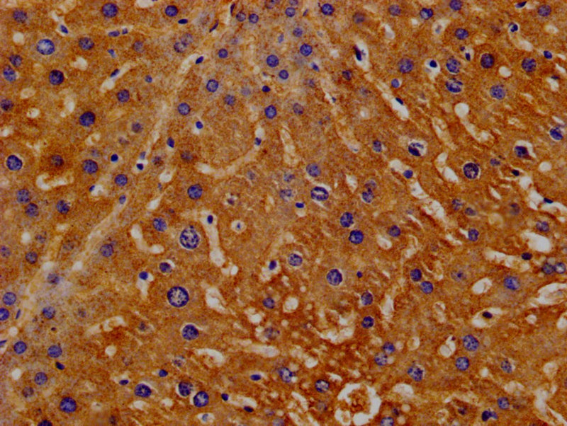 Immunohistochemistry of paraffin-embedded Mouse live tissue using Hpx Antibody at dilution of 1:200Rabbit anti-Rattus norvegicus (Rat) Hpx Polyclonal Antibody