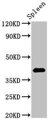 Western Blot  | Positive WB detected in: Rat spleen tissue  | All lanes: HS2ST1 antibody at 2.7µg/ml  | Secondary  | Goat polyclonal to rabbit IgG at 1/50000 dilution  | Predicted band size: 42, 35, 27 kDa  | Observed band size: 42 kDaRabbit anti-Human HS2ST1 Polyclonal Antibody