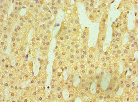 Immunohistochemistry of paraffin-embedded human adrenal gland tissue using HSD11B1 Antibody at dilution of 1:100Rabbit anti-Human HSD11B1 Polyclonal Antibody