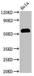Western Blot  | Positive WB detected in: Hela whole cell lysate  | All lanes: HSF1 antibody at 3µg/ml  | Secondary  | Goat polyclonal to rabbit IgG at 1/50000 dilution  | Predicted band size: 58, 53 kDa  | Observed band size: 58 kDaRabbit anti-Human HSF1 Polyclonal Antibody