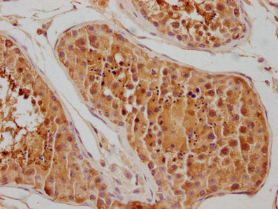 IHC image of HSPA1L Antibody diluted at 1:100 and staining in paraffin-embedded human testis tissue performed on a Leica BondTM system. After dewaxing and hydration, antigen retrieval was mediated by high pressure in a citrate buffer (pH 6.0). Section was blocked with 10% normal goat serum 30min at RT. Then primary antibody (1% BSA) was incubated at 4°C overnight. The primary is detected by a biotinylated secondary antibody and visualized using an HRP conjugated SP system.Rabbit anti-Human HSPA1L Polyclonal Antibody
