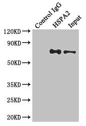 Immunoprecipitating HSPA2 in Hela whole cell lysate | Lane 1: Rabbit control IgG instead of (1μg) instead of HSPA2 Antibody in Hela whole cell lysate. | For western blotting, a HRP-conjugated anti-rabbit IgG, specific to the non-reduced form of IgG was used as the Secondary antibody (1/50000) | Lane 2: HSPA2 Antibody (4μg) + Hela whole cell lysate (500μg) | Lane 3: Hela whole cell lysate (20μg)Rabbit anti-Human HSPA2 Polyclonal Antibody