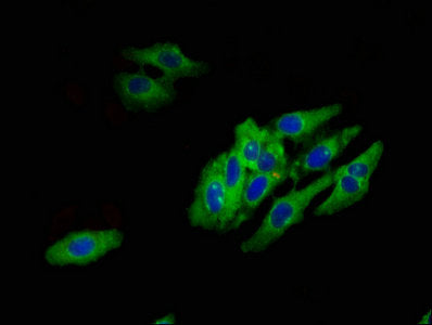 Immunofluorescent analysis of Hela cells using HTR1E Antibody at dilution of 1:100 and Alexa Fluor 488-congugated AffiniPure Goat Anti-Rabbit IgG(H+L)Rabbit anti-Human HTR1E Polyclonal Antibody