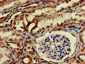IHC image of the antibody diluted at 1:200 and staining in paraffin-embedded human kidney tissue performed on a Leica BondTM system. After dewaxing and hydration, antigen retrieval was mediated by high pressure in a citrate buffer (pH 6.0). Section was blocked with 10% normal goat serum 30min at RT. Then primary antibody (1% BSA) was incubated at 4°C overnight. The primary is detected by a biotinylated secondary antibody and visualized using an HRP conjugated SP system.Rabbit anti-Human HTRA2 Polyclonal Antibody