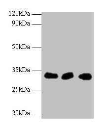 Western blot  | All lanes: HUS1 antibody at 2µg/ml  | Lane 1: Hela whole cell lysate  | Lane 2: 293T whole cell lysate  | Lane 2: A431 whole cell lysate  | Secondary  | Goat polyclonal to rabbit IgG at 1/10000 dilution  | Predicted band size: 32, 30 kDa  | Observed band size: 32 kDaRabbit anti-Human HUS1 Polyclonal Antibody