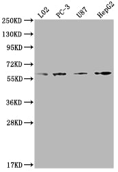 Western Blot | Positive WB detected in: L02 whole cell lysate, PC-3 whole cell lysate, U87 whole cell lysate, HepG2 whole cell lysate | All lanes: ICAM3 antibody at 1:2000 | Secondary | Goat polyclonal to rabbit IgG at 1/50000 dilution | Predicted band size: 60 kDa | Observed band size: 60 kDaRabbit anti-Human ICAM3 Polyclonal Antibody