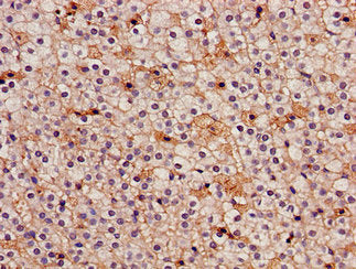 Immunohistochemistry of paraffin-embedded human adrenal gland tissue using IDH3A Antibody at dilution of 1:100Rabbit anti-Human IDH3A Polyclonal Antibody
