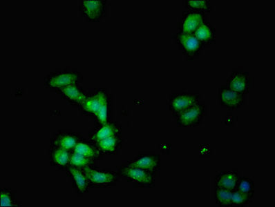 Immunofluorescent analysis of HepG2 cells using IDO1 Antibody at dilution of 1:100 and Alexa Fluor 488-congugated AffiniPure Goat Anti-Rabbit IgG(H+L)Rabbit anti-Human IDO1 Polyclonal Antibody