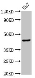 Western Blot  | Positive WB detected in: U87 whole cell lysate  | All lanes: IDO1 antibody at 2.6µg/ml  | Secondary  | Goat polyclonal to rabbit IgG at 1/50000 dilution  | Predicted band size: 46 kDa  | Observed band size: 46 kDaRabbit anti-Human IDO1 Polyclonal Antibody