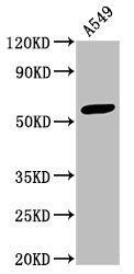 Western Blot  | Positive WB detected in: A549 whole cell lysate  | All lanes: IFIT3 antibody at 3.3µg/ml  | Secondary  | Goat polyclonal to rabbit IgG at 1/50000 dilution  | Predicted band size: 56 kDa  | Observed band size: 56 kDaRabbit anti-Human IFIT3 Polyclonal Antibody