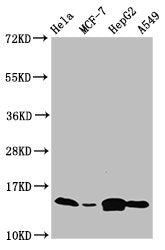 Western Blot  | Positive WB detected in: Hela whole cell lysate, MCF-7 whole cell lysate, HepG2 whole cell lysate, A549 whole cell lysate  | All lanes: IFITM2 antibody at 4.7µg/ml  | Secondary  | Goat polyclonal to rabbit IgG at 1/50000 dilution  | Predicted band size: 15 kDa  | Observed band size: 15 kDaRabbit anti-Human IFITM2 Polyclonal Antibody