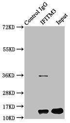 Immunoprecipitating IFITM3 in HepG2 whole cell lysate  | Lane 1: Rabbit control IgG instead of IFITM3 Antibody in HepG2 whole cell lysate. For western blotting, a HRP-conjugated Protein G antibody was used as the secondary antibody (1/2000)  | Lane 2: IFITM3 Antibody (6µg) + HepG2 whole cell lysate (500µg)  | Lane 3: HepG2 whole cell lysate (20µg)Rabbit anti-Human IFITM3 Polyclonal Antibody