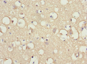 Immunohistochemistry of paraffin-embedded human brain tissue using IFRD1 Antibody at dilution of 1:100Rabbit anti-Human IFRD1 Polyclonal Antibody