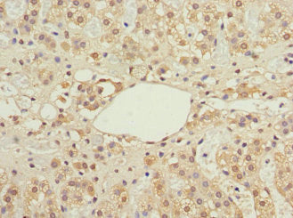 Immunohistochemistry of paraffin-embedded human adrenal gland tissue using IFRD1 Antibody at dilution of 1:100Rabbit anti-Human IFRD1 Polyclonal Antibody