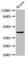 Western Blot | Positive WB detected in: Mouse brain tissue | All lanes: IGHD antibody at 3μg/ml | Secondary | Goat polyclonal to rabbit IgG at 1/50000 dilution | Predicted band size: 43, 38 kDa | Observed band size: 43 kDa