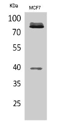 Western Blot analysis of MCF7 cells using the antibody Secondary antibody(HRP* Goat Anti Rabbit IgG(H+L) ) was diluted at 1:20000