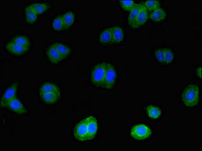 Immunofluorescent analysis of HepG2 cells using IL4 Antibody at dilution of 1:100 and Alexa Fluor 488-congugated AffiniPure Goat Anti-Rabbit IgG(H+L)Rabbit anti-Human IL4 Polyclonal Antibody