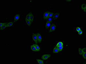 Immunofluorescent analysis of HepG2 cells using CXCR2 Antibody at dilution of 1:100 and Alexa Fluor 488-congugated AffiniPure Goat Anti-Rabbit IgG(H+L)Rabbit anti-Human CXCR2 Polyclonal Antibody