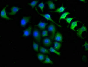 Immunofluorescence staining of A549 cells with INMT Antibody at 1:150, counter-stained with DAPI. The cells were fixed in 4% formaldehyde, permeabilized using 0.2% Triton X-100 and blocked in 10% normal Goat Serum. The cells were then incubated with the antibody overnight at 4°C. The secondary antibody was Alexa Fluor 488-congugated AffiniPure Goat Anti-Rabbit IgG(H+L).