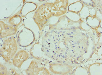 Immunohistochemistry of paraffin-embedded human kidney tissue using INTS10 Antibody at dilution of 1:100