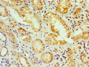 Immunohistochemistry of paraffin-embedded human kidney tissue using IRF2 Antibody at dilution of 1:100