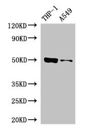 Western Blot  | Positive WB detected in: THP-1 whole cell lysate, A549 whole cell lysate  | All lanes: IRF3 antibody at 5µg/ml  | Secondary  | Goat polyclonal to rabbit IgG at 1/50000 dilution  | Predicted band size: 50 kDa  | Observed band size: 50 kDa