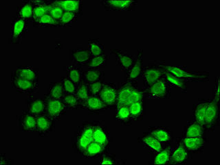 Immunofluorescent analysis of PC-3 cells using IRF7 Antibody at dilution of 1:100 and Alexa Fluor 488-congugated AffiniPure Goat Anti-Rabbit IgG(H+L)