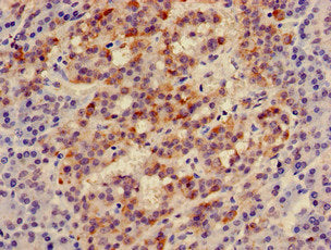 Immunohistochemistry of paraffin-embedded human pancreatic tissue using the antibody at dilution of 1:100