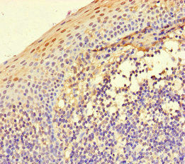 Immunohistochemistry of paraffin-embedded human tonsil tissue using the antibody at dilution of 1:100