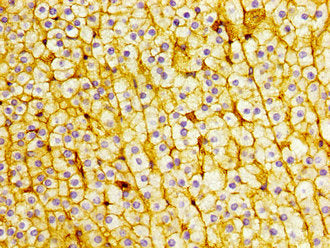 IHC image of ITM2B Antibody diluted at 1:400 and staining in paraffin-embedded human adrenal gland tissue performed on a Leica BondTM system. After dewaxing and hydration, antigen retrieval was mediated by high pressure in a citrate buffer (pH 6.0). Section was blocked with 10% normal goat serum 30min at RT. Then primary antibody (1% BSA) was incubated at 4°C overnight. The primary is detected by a biotinylated secondary antibody and visualized using an HRP conjugated SP system.Rabbit anti-Human ITM2B Polyclonal Antibody
