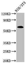 Western Blot | Positive WB detected in: NIH/3T3 whole cell lysate | All lanes: IVL antibody at 3.2μg/ml | Secondary | Goat polyclonal to rabbit IgG at 1/50000 dilution | Predicted band size: 69 kDa | Observed band size: 69 kDa