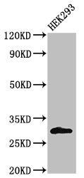 Western Blot | Positive WB detected in: HEK293 whole cell lysate | All lanes: KCNIP3 antibody at 2μg/ml | Secondary | Goat polyclonal to rabbit IgG at 1/50000 dilution | Predicted band size: 30, 27 kDa | Observed band size: 30 kDa