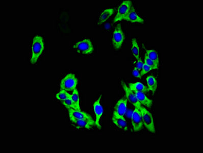 Immunofluorescent analysis of HepG2 cells using KCNK1 Antibody at dilution of 1:100 and Alexa Fluor 488-congugated AffiniPure Goat Anti-Rabbit IgG(H+L)