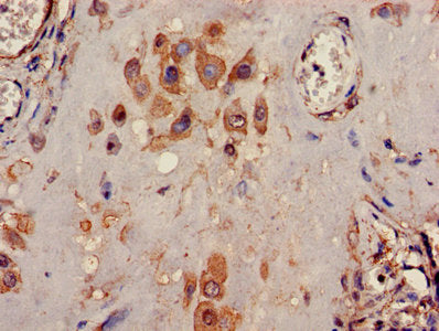 Immunohistochemistry of paraffin-embedded human placenta tissue using the antibody at dilution of 1:100