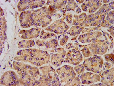IHC image of the antibody diluted at 1:300 and staining in paraffin-embedded human pancreatic tissue performed on a Leica BondTM system. After dewaxing and hydration, antigen retrieval was mediated by high pressure in a citrate buffer (pH 6.0). Section was blocked with 10% normal goat serum 30min at RT. Then primary antibody (1% BSA) was incubated at 4°C overnight. The primary is detected by a biotinylated secondary antibody and visualized using an HRP conjugated SP system.