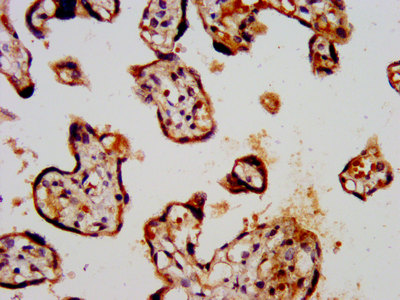 IHC image of KCNK3 Antibody diluted at 1:300 and staining in paraffin-embedded human placenta tissue performed on a Leica BondTM system. After dewaxing and hydration, antigen retrieval was mediated by high pressure in a citrate buffer (pH 6.0). Section was blocked with 10% normal goat serum 30min at RT. Then primary antibody (1% BSA) was incubated at 4°C overnight. The primary is detected by a biotinylated secondary antibody and visualized using an HRP conjugated SP system.