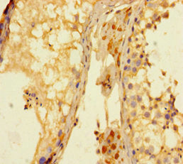 Immunohistochemistry of paraffin-embedded human testis tissue using the antibody at dilution of 1:100